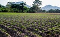 Plantation of Tapioca tree