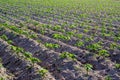 Plantation of Tapioca tree