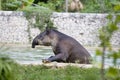 Tapir Royalty Free Stock Photo