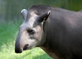 Tapir Royalty Free Stock Photo