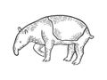 Tapir animal sketch engraving vector