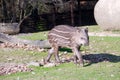 Tapir baby Royalty Free Stock Photo