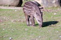 Tapir baby Royalty Free Stock Photo