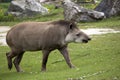 Tapir in a clearing Royalty Free Stock Photo