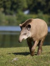 Tapir in a clearing Royalty Free Stock Photo