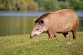 Tapir in a clearing Royalty Free Stock Photo