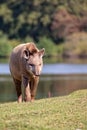 Tapir in a clearing Royalty Free Stock Photo