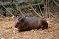 Tapir, Ecuador wild life, Guayaquil Historical Park Royalty Free Stock Photo