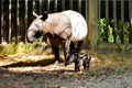 Tapir family