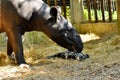 Tapir family