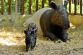 Tapir family