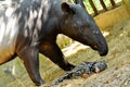 Tapir family