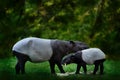 Tapir in the forest. Malayan tapir, Tapirus indicus, mother and young feeding in green vegetation. Cute big animal in the nature Royalty Free Stock Photo