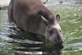 Tapir Going for a Swim Royalty Free Stock Photo