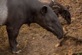 Tapir at Khao Kheow Zoo, National Park of Thailand