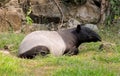 Tapir Royalty Free Stock Photo