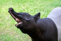 the tapir in the nature.