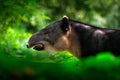Tapir in nature. Central America Baird`s tapir, Tapirus bairdii, in green vegetation. Close-up portrait of rare animal from Costa