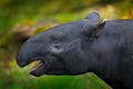 Tapir in nature. Malayan asian tapir tapirus indicus, in green vegetation. Close-up portrait of rare animal from Malaysia.