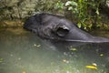 Tapir play and swimming in pool at public park in Bangkok, Thailand