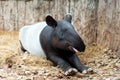 Tapir Royalty Free Stock Photo