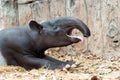 Tapir Royalty Free Stock Photo