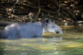 Tapir in river,corcovado national park,costa rica Royalty Free Stock Photo