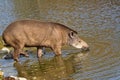 Tapir in the river Royalty Free Stock Photo