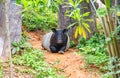 Tapir sitting in nature ,wildlife scene from tropical nature,Tapir is a mammal that feeds on plants