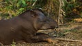 Tapir sleeping in Ecuadorian amazon. Common names: Tapir, Danta