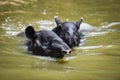 Tapir swimming on the water in the wildlife sanctuary