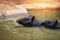 Tapir swimming on the water in the wildlife sanctuary - Tapirus terrestris or Malayan Tapirus Indicus