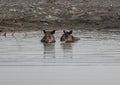 Tapir taking a bath in Corcovado Royalty Free Stock Photo