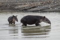 Tapir taking a bath in Corcovado with brood Royalty Free Stock Photo