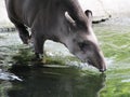Tapir Taking a Bath Royalty Free Stock Photo