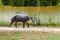 Tapir Tapirus bairdii