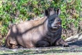 Tapir, Tapirus Royalty Free Stock Photo