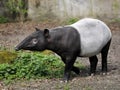 Tapir - Tapirus indicus Royalty Free Stock Photo