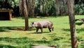 Tapir walking peacefully in sunlight, grass and trees Royalty Free Stock Photo
