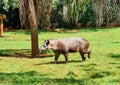 Tapir walking peacefully in sunlight, grass and trees Royalty Free Stock Photo