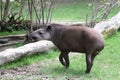 Tapir Royalty Free Stock Photo