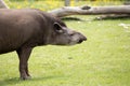 Tapir in the wild Royalty Free Stock Photo