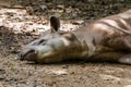 Tapir of zoo Thailand,Animal,Wildlife. Royalty Free Stock Photo