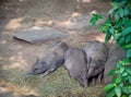 Tapirs