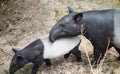 Tapirs