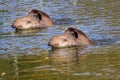 Tapirs in the river Royalty Free Stock Photo