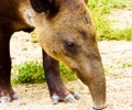 Tapirus bairdii looking for food Royalty Free Stock Photo