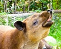 Tapirus bairdii rising head Royalty Free Stock Photo