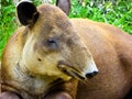 Tapirus bairdii`s face feature Royalty Free Stock Photo