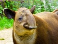 Tapirus bairdii`s face feature Royalty Free Stock Photo